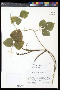 Vigna unguiculata image