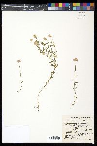 Polygala curtissii image