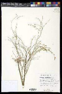 Asemeia grandiflora image