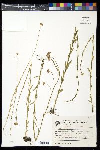 Polygala longicaulis image