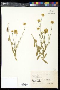 Polygala nuttallii image