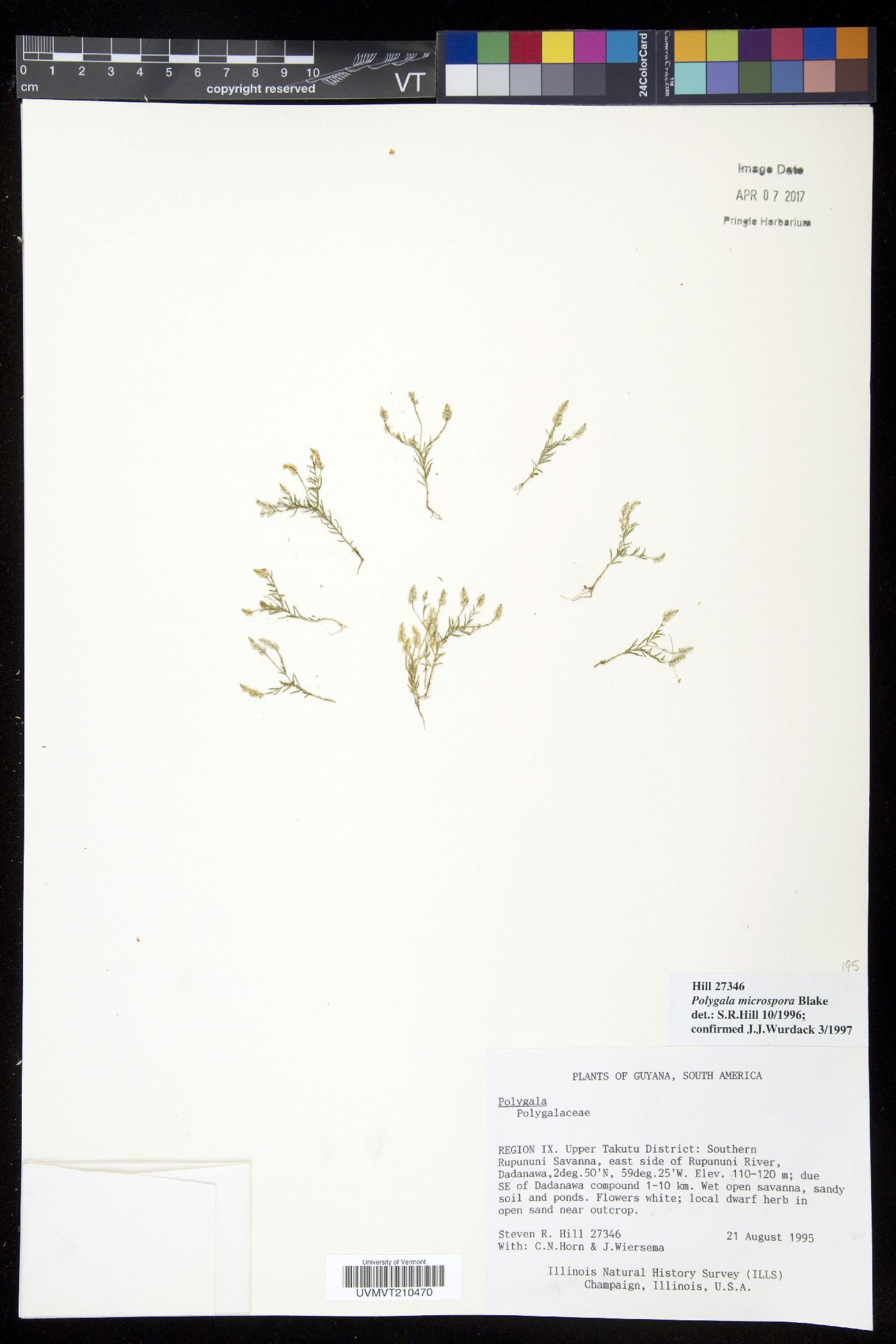 Polygala microspora image