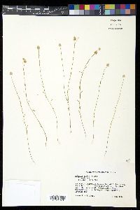 Polygala mariana image