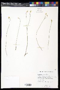 Polygala setacea image