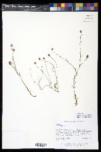 Polygala trichosperma image