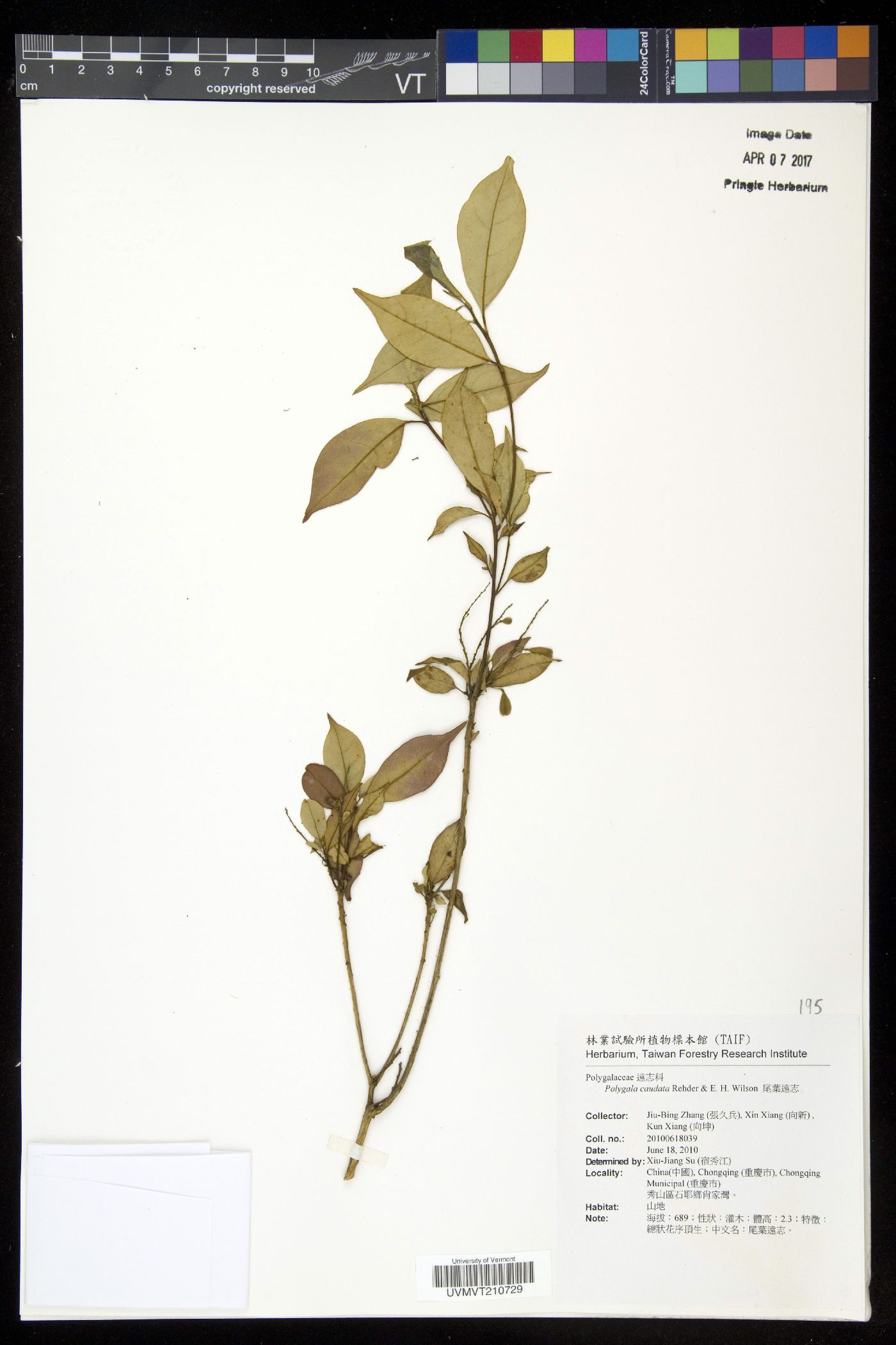 Polygala caudata image