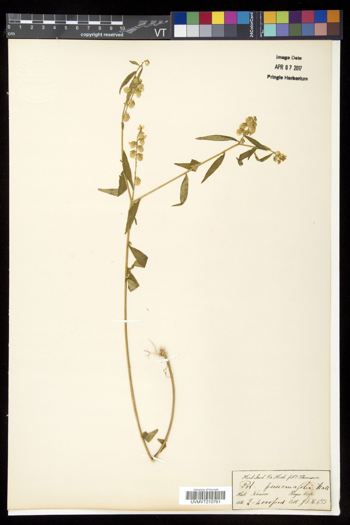 Polygala persicariifolia image