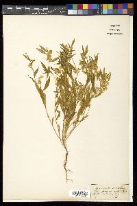 Polygala persicariifolia image