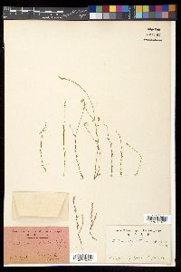 Salomonia ciliata image