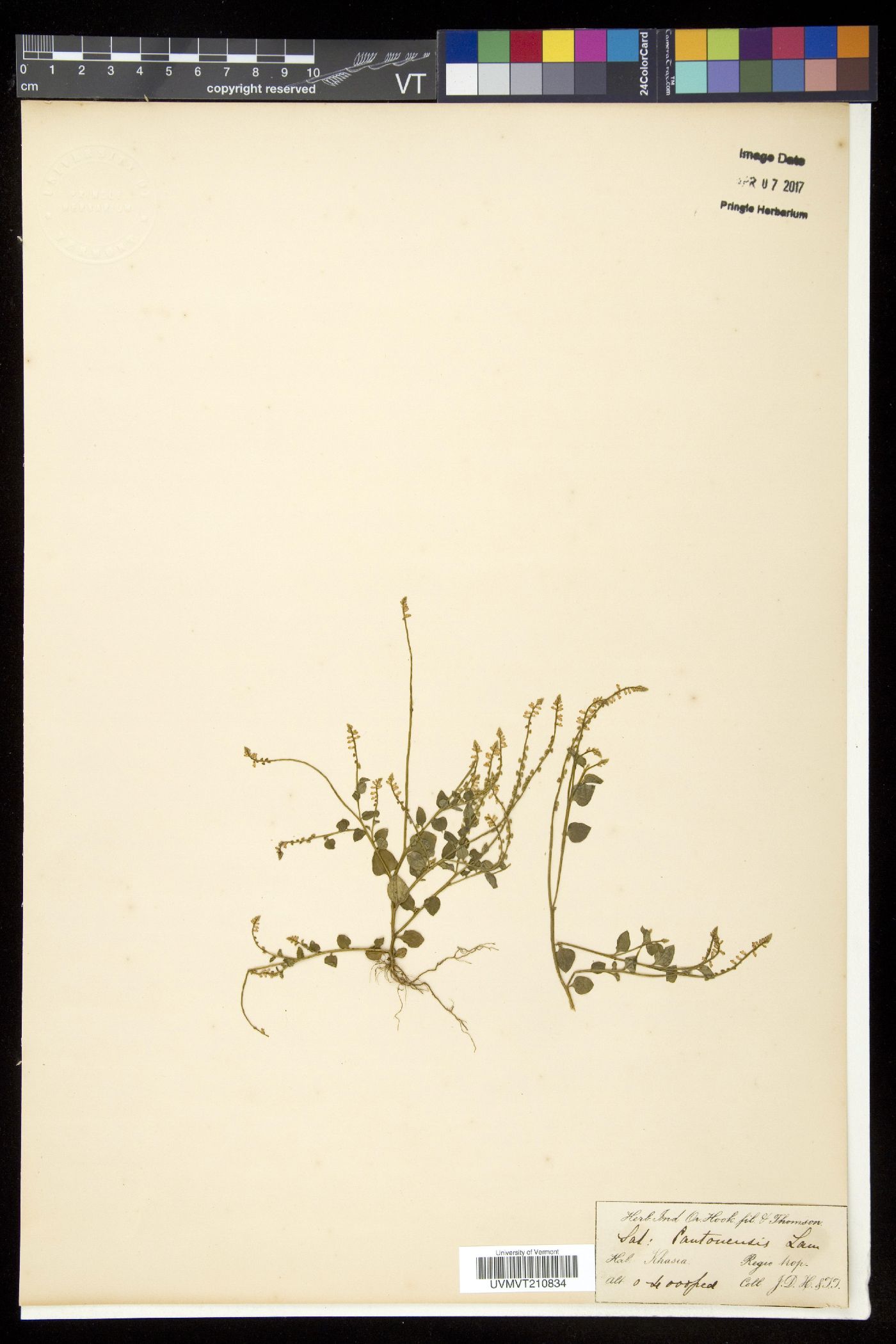 Salomonia cantoniensis image