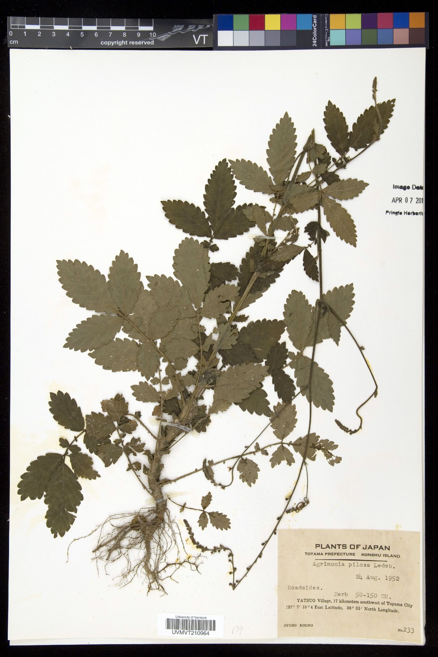 Agrimonia pilosa image