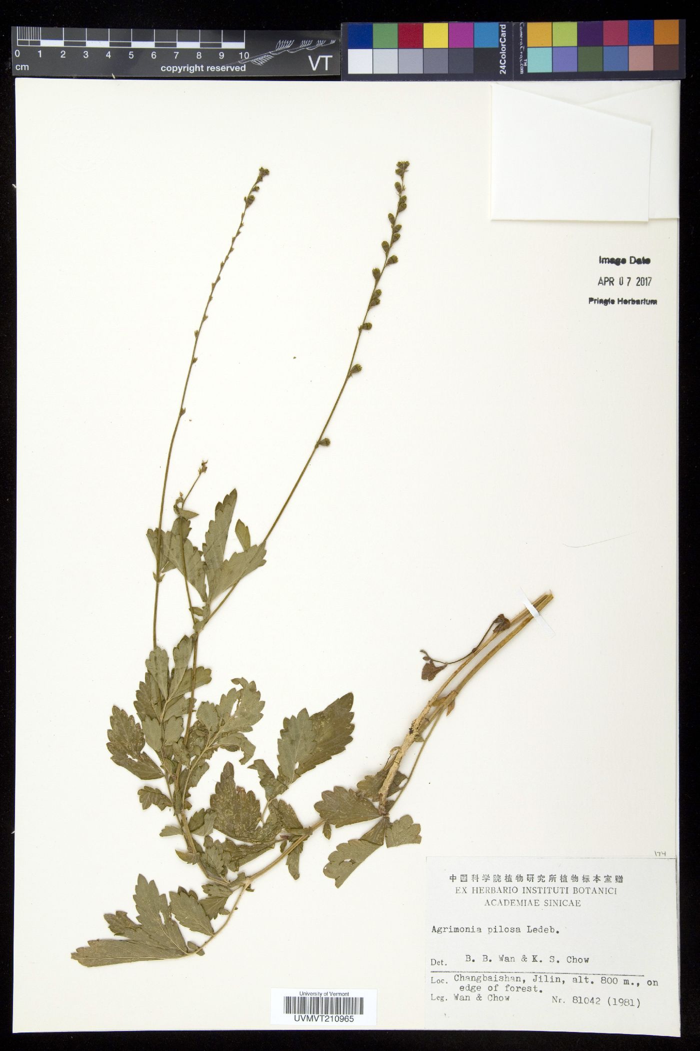 Agrimonia pilosa image