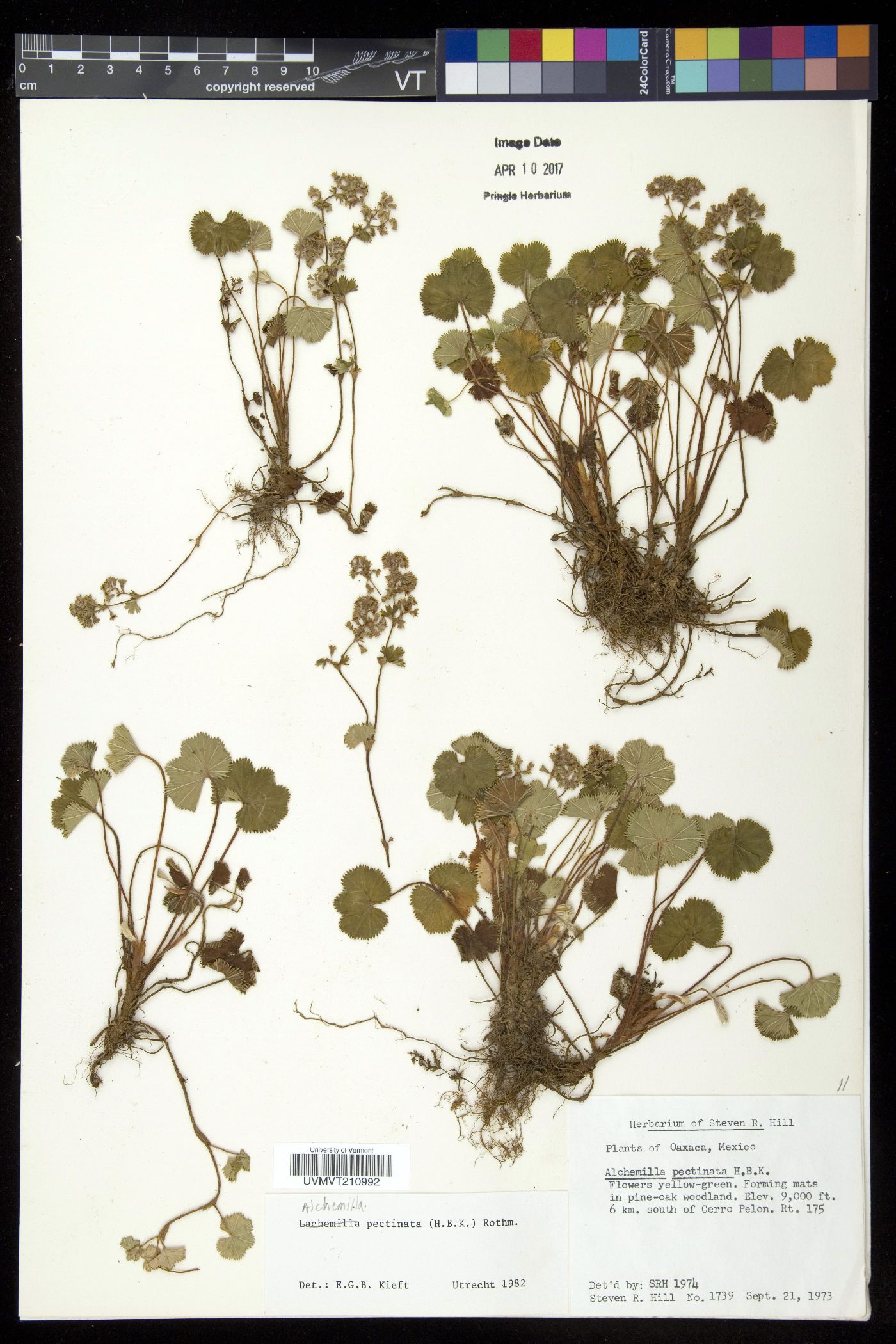 Alchemilla pectinata image