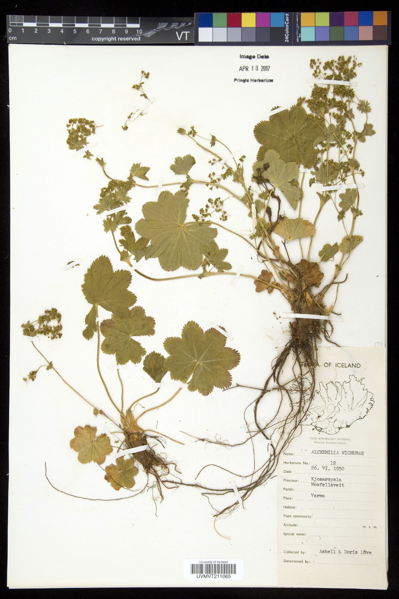 Alchemilla wichurae image