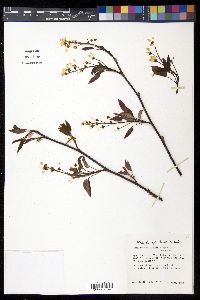 Amelanchier laevis image