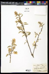 Amelanchier asiatica image