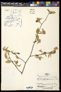 Amelanchier asiatica image