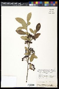 Aronia × prunifolia image