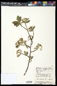 Aronia melanocarpa image