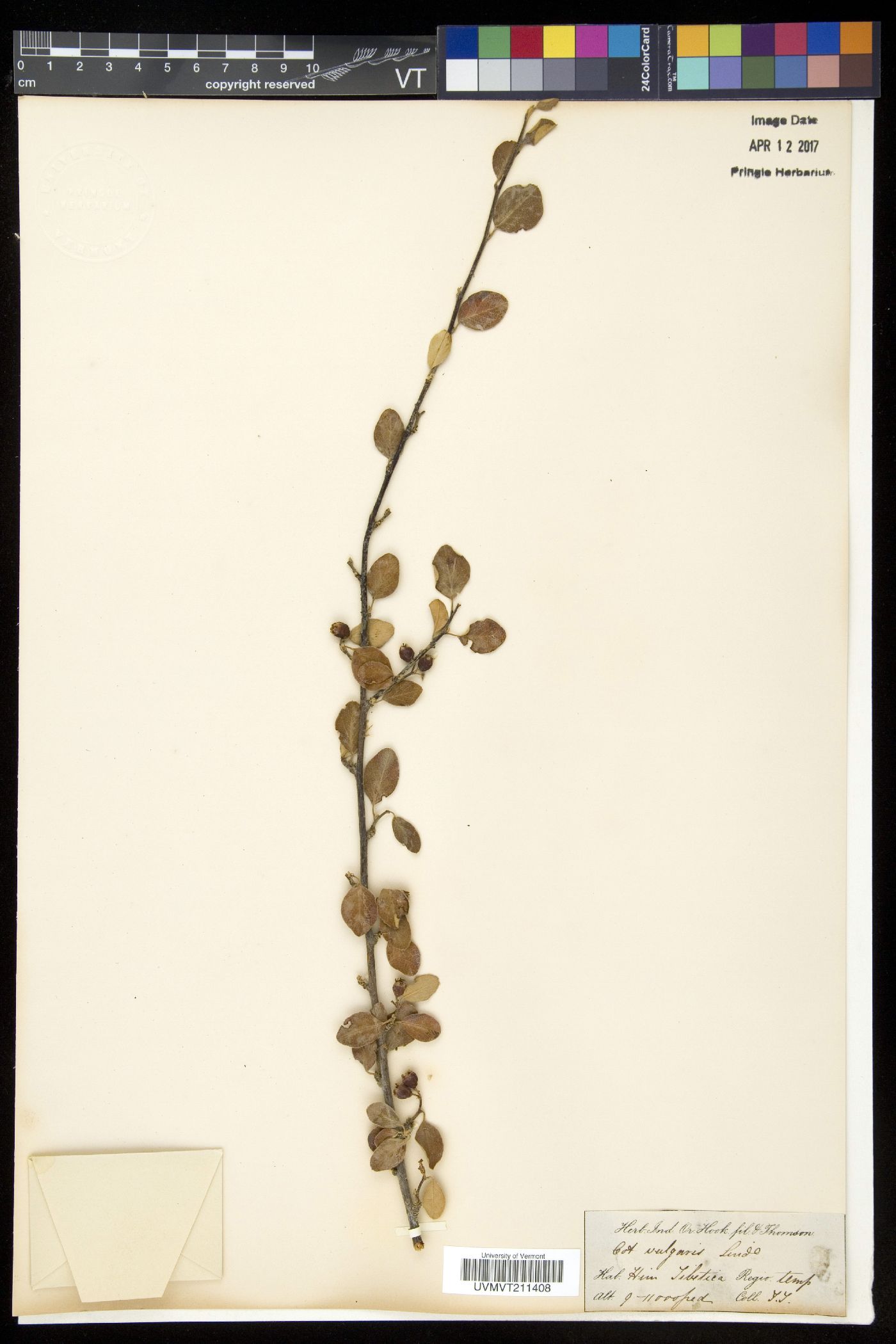 Cotoneaster melanocarpus image