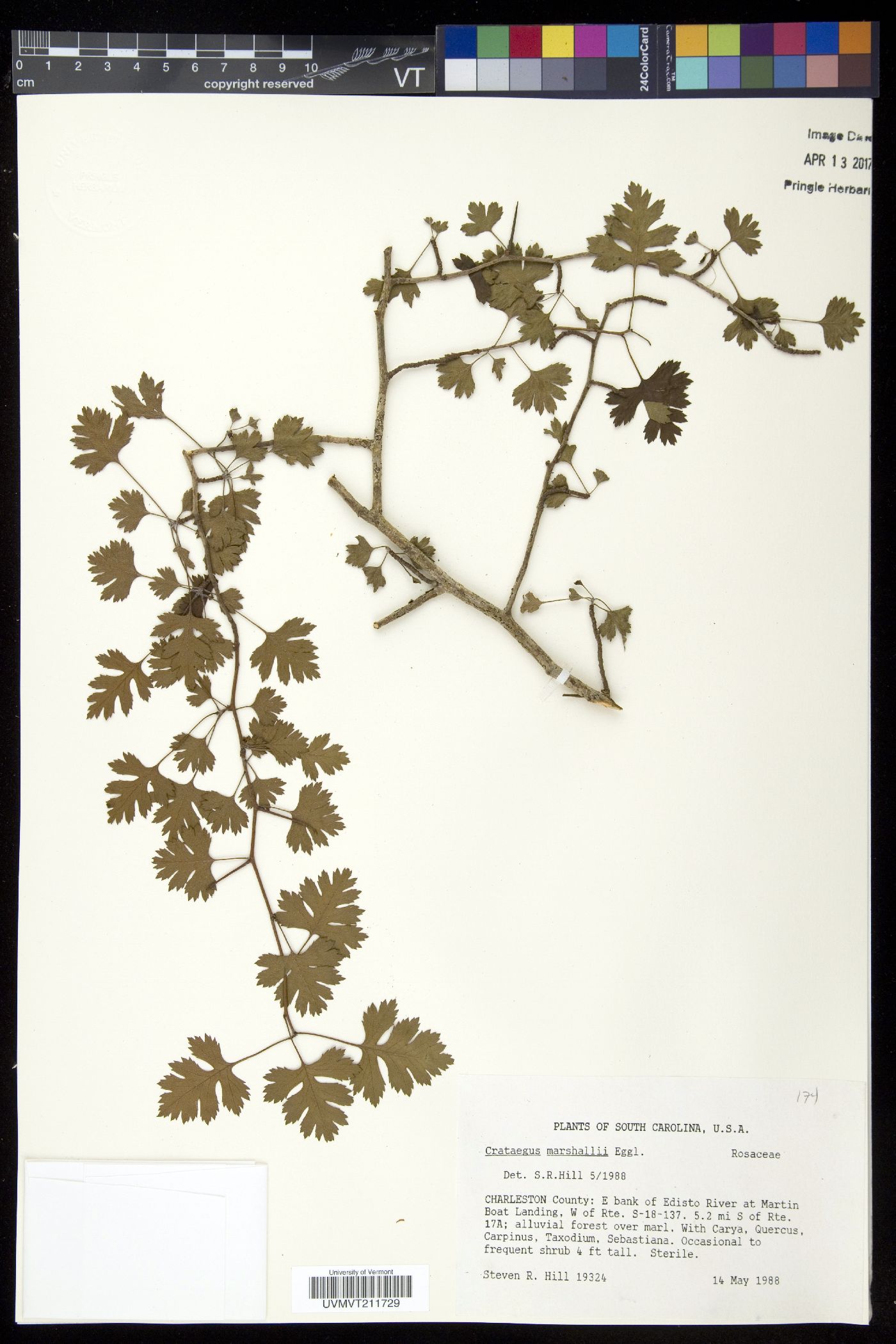 Crataegus marshallii image