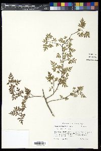 Crataegus marshallii image