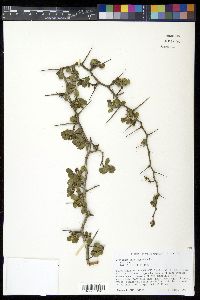 Crataegus uniflora image