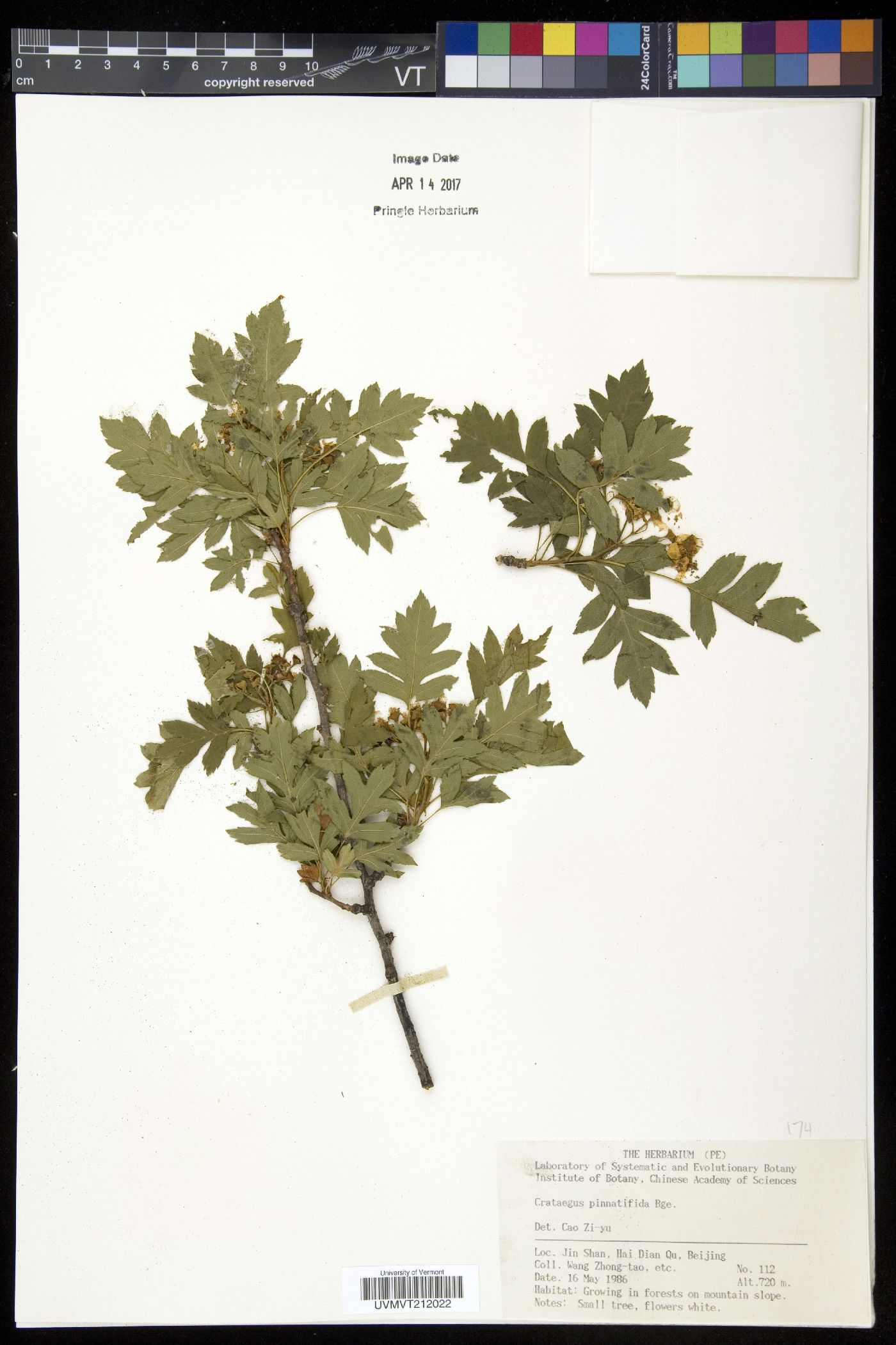 Crataegus pinnatifida image