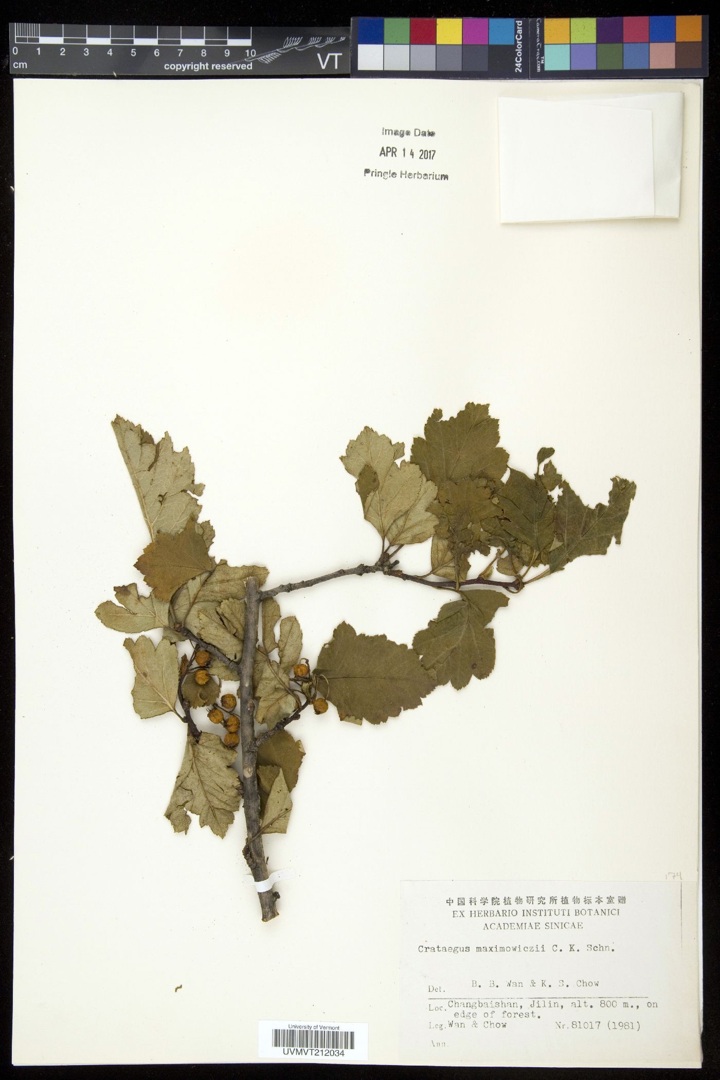 Crataegus maximowiczii image