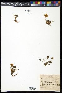 Dryas octopetala var. asiatica image