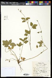 Potentilla indica image