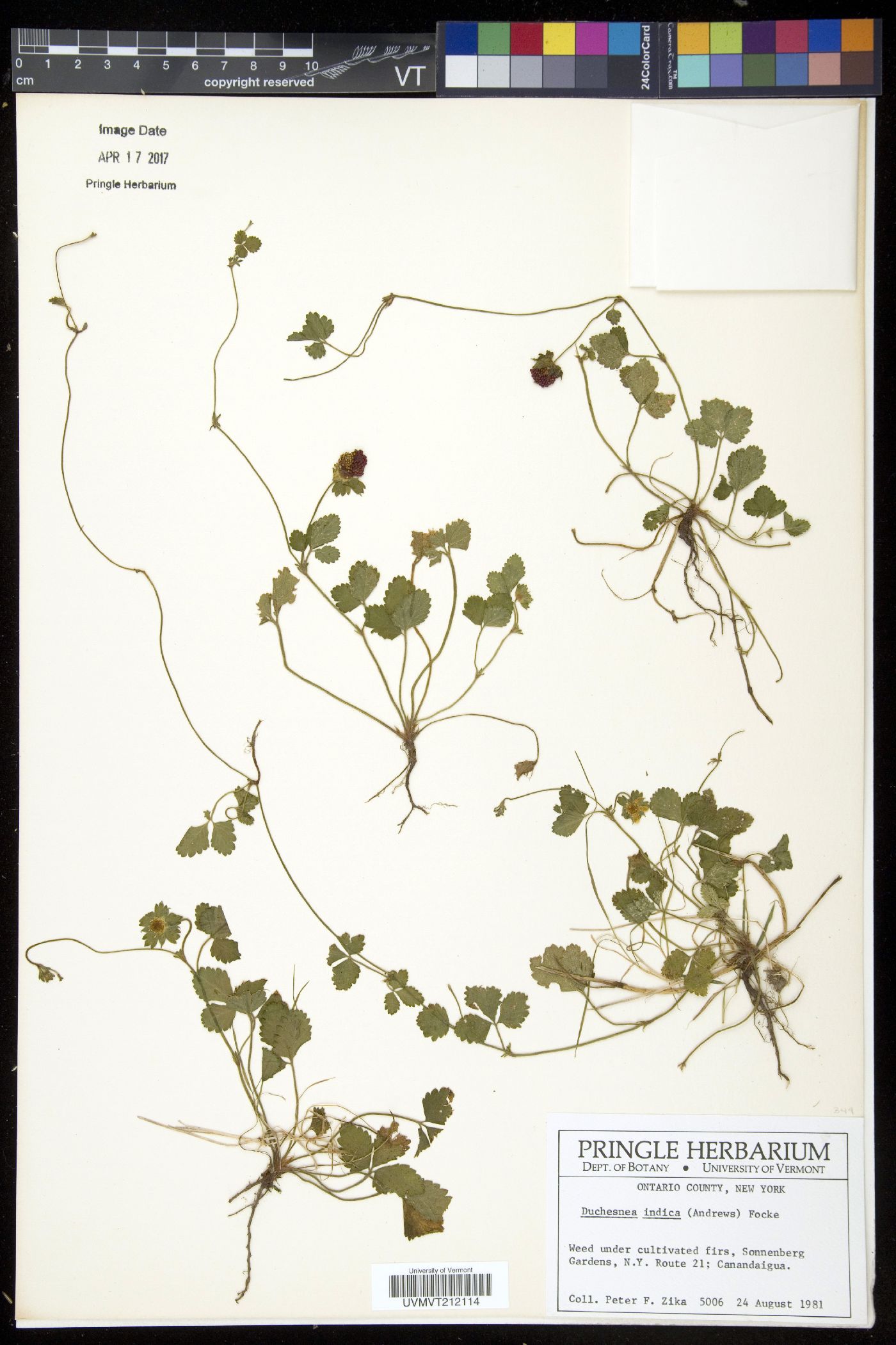 Duchesnea image