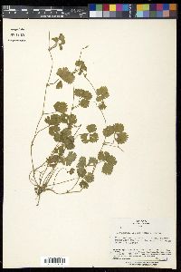 Potentilla indica image