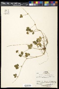 Potentilla indica image