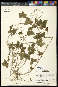 Potentilla indica image