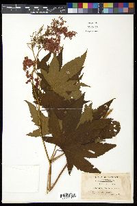 Filipendula glaberrima image