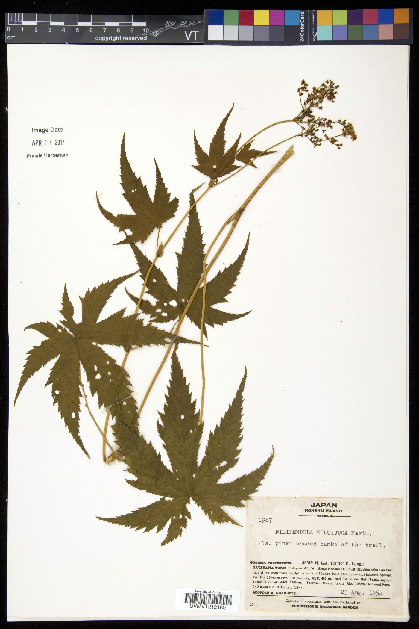 Filipendula multijuga image