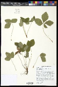 Fragaria vesca image