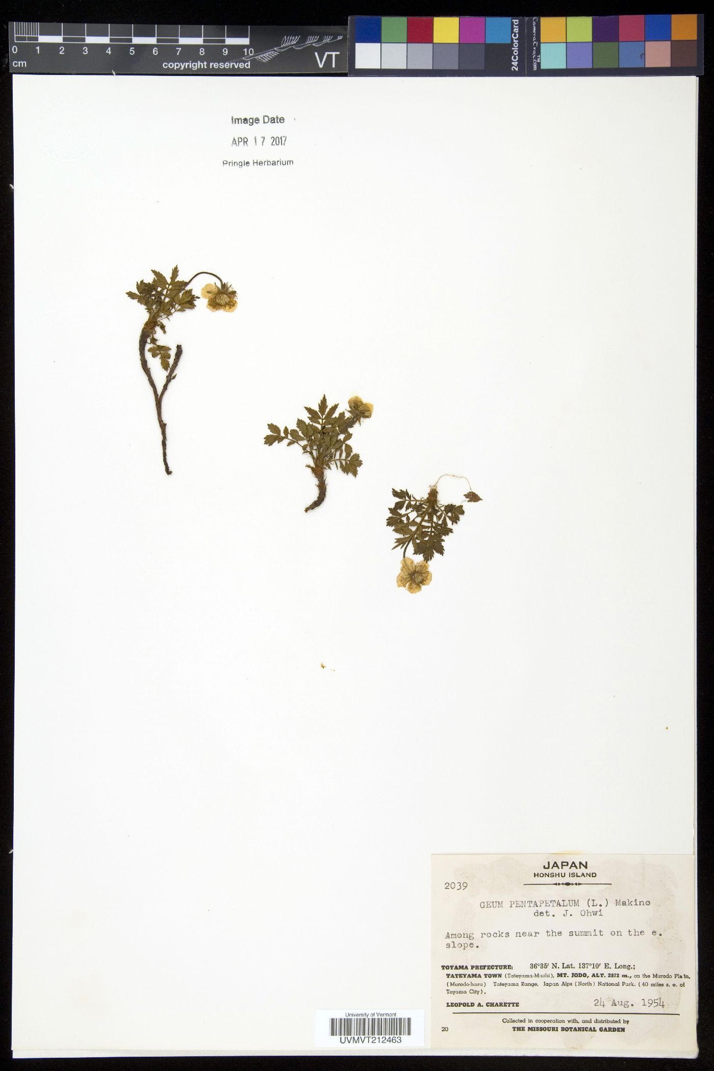 Geum pentapetalum image