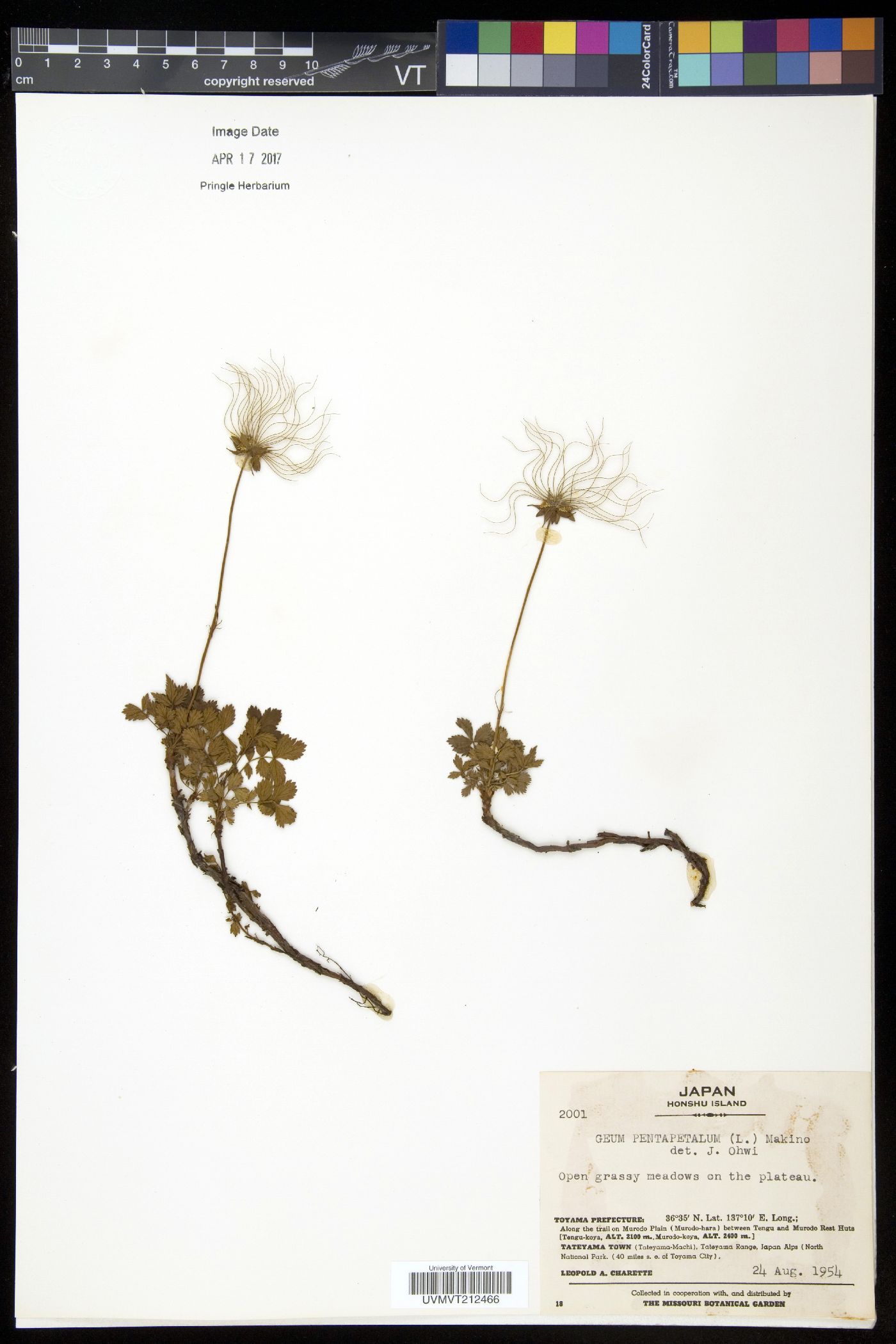 Geum pentapetalum image