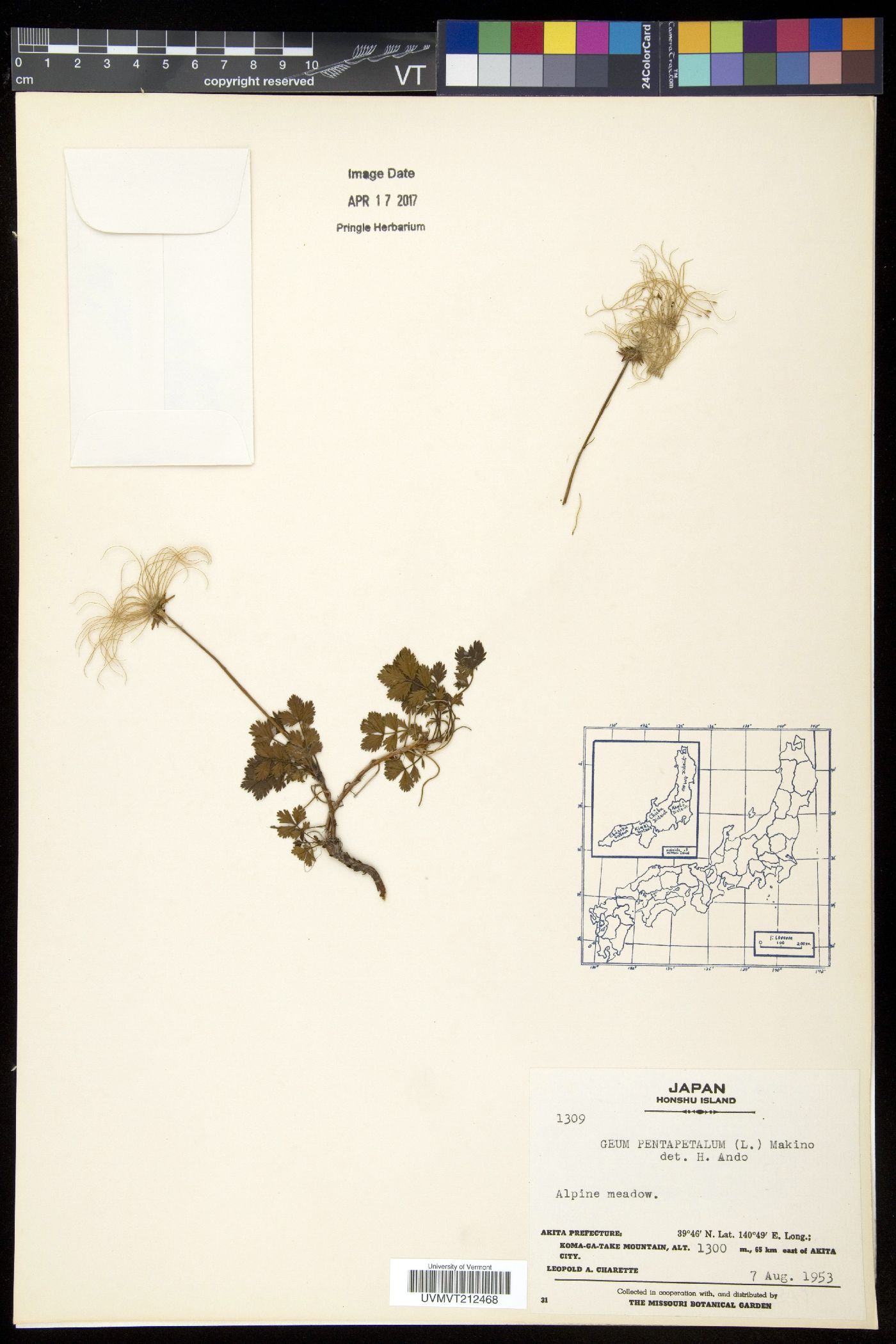 Geum pentapetalum image