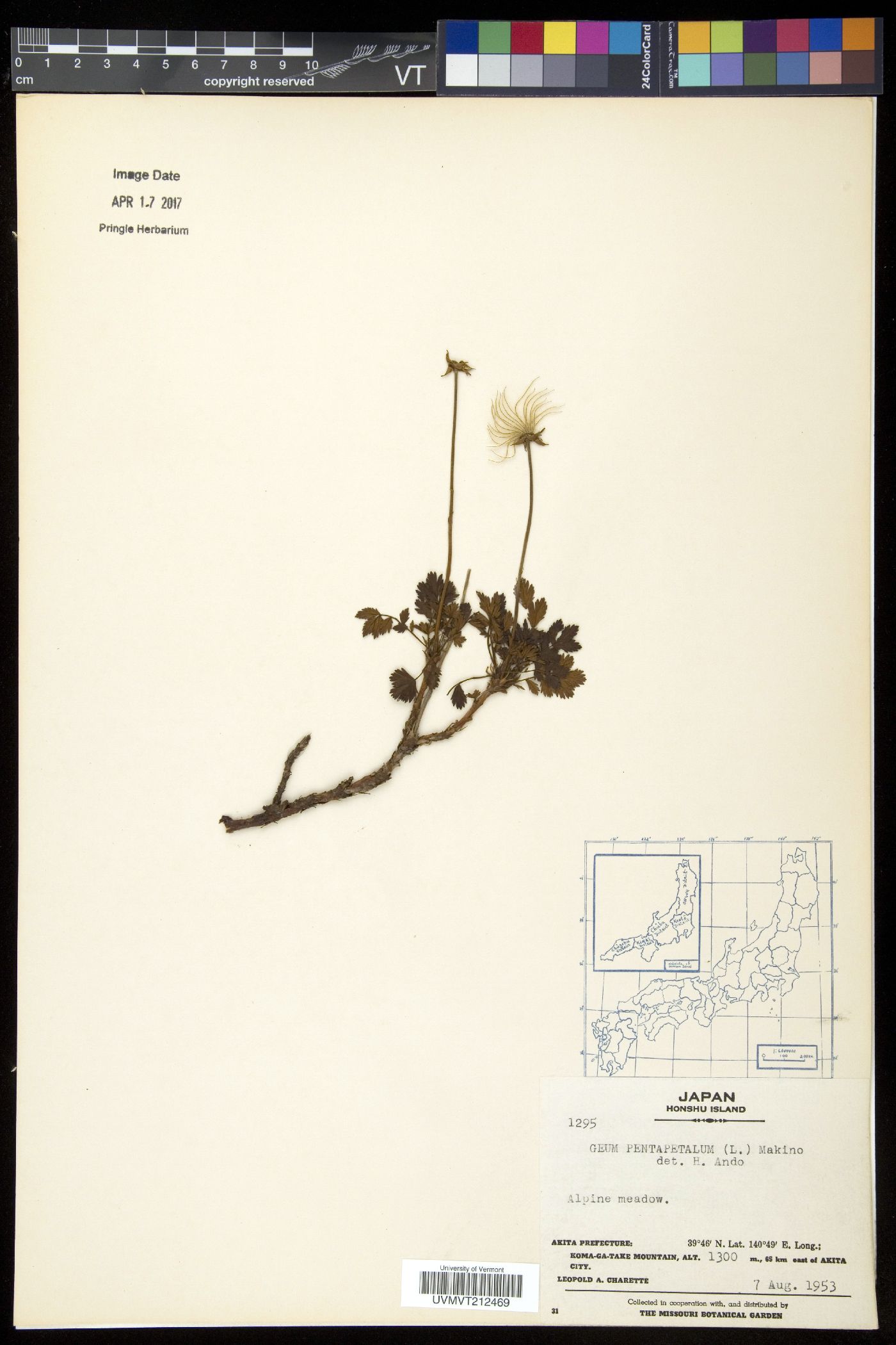 Geum pentapetalum image