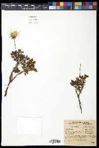 Geum pentapetalum image