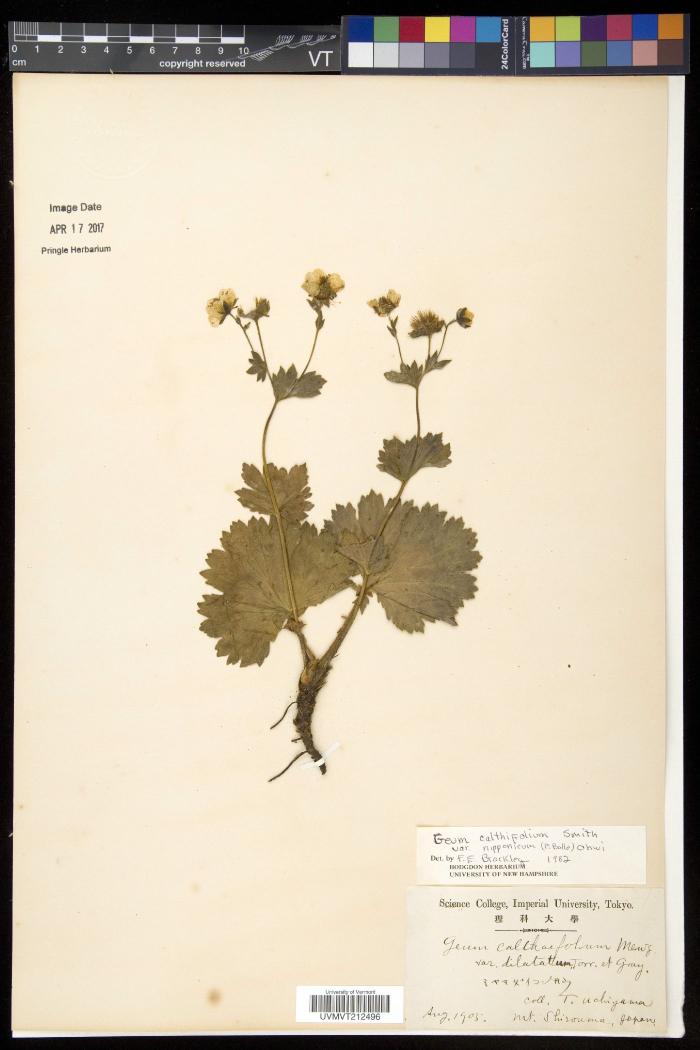 Geum calthifolium subsp. nipponicum image