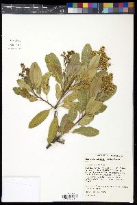 Heteromeles arbutifolia image