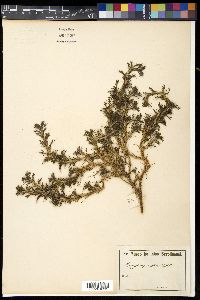 Margyricarpus pinnatus image