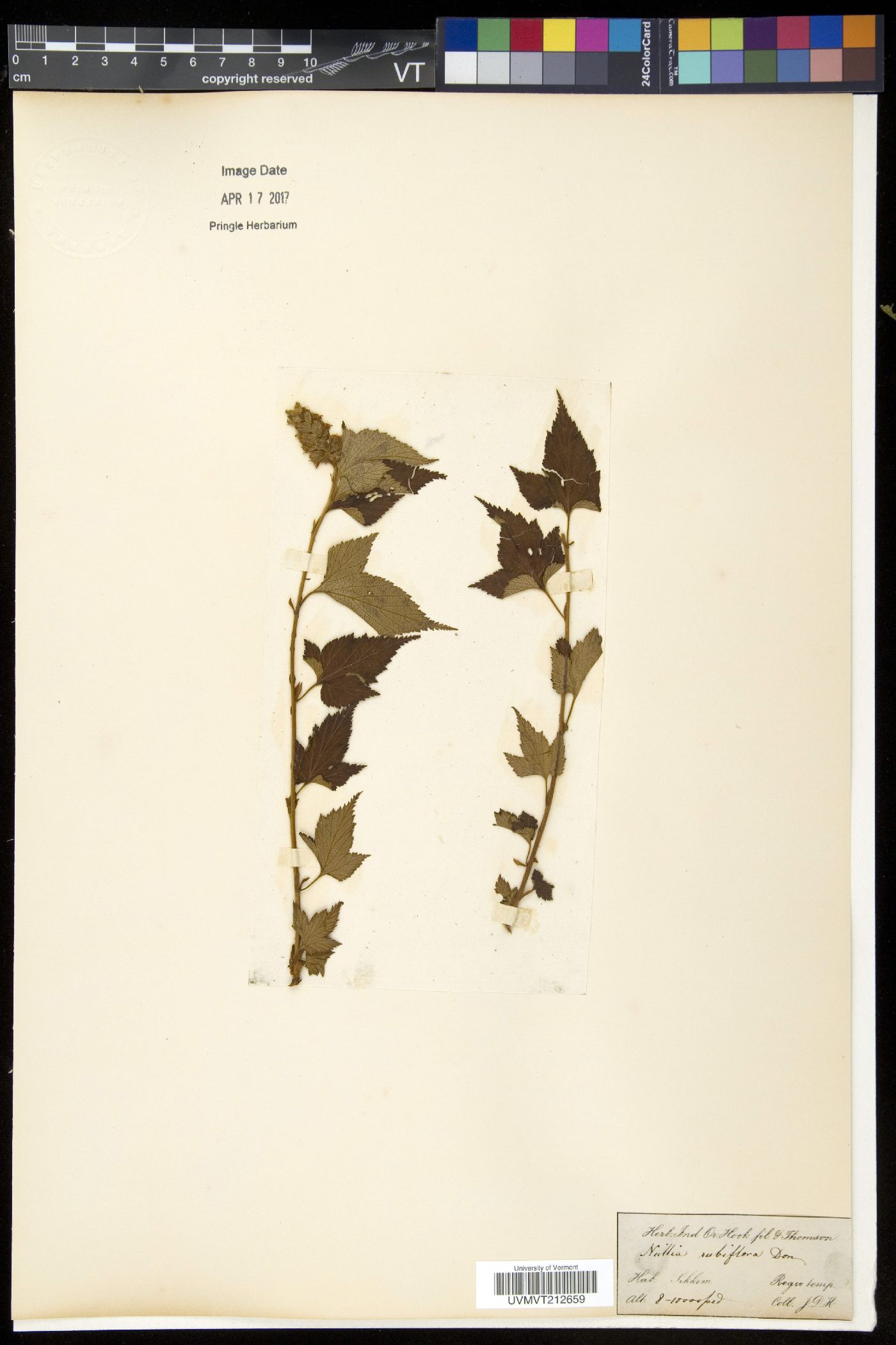Neillia rubiflora image