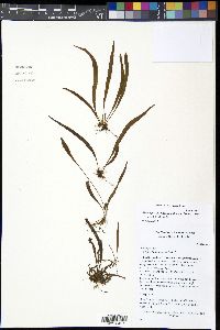 Elaphoglossum pygmaeum image