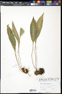 Elaphoglossum maxonii image