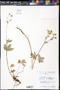 Potentilla diversifolia image